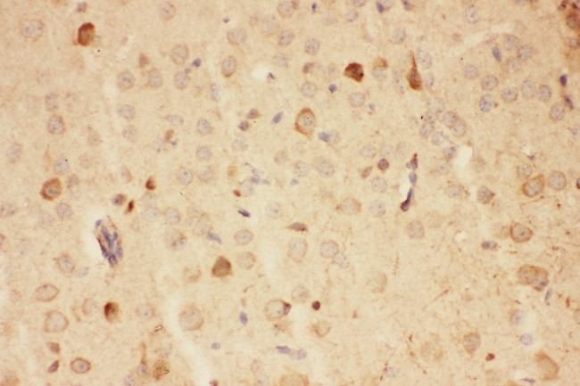 HSP90AA1 / Hsp90 Alpha A1 Antibody - Hsp90 antibody IHC-paraffin: Mouse Brain Tissue.