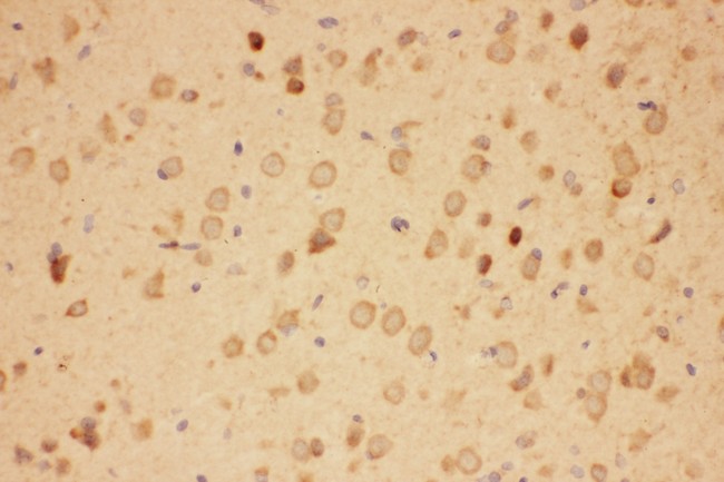 HSP90AA1 / Hsp90 Alpha A1 Antibody - Hsp90 antibody IHC-paraffin: Rat Brain Tissue.