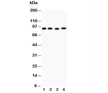 HSP90AA1 / Hsp90 Alpha A1 Antibody - Western blot testing of Hsp90 antibody and Lane 1: rat liver; 2: HeLa; 3: MCF-7; 4: Raji lysate