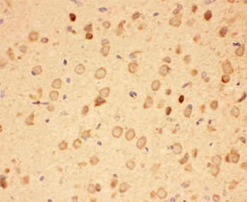 HSP90AA1 / Hsp90 Alpha A1 Antibody - IHC-P: HSP90 antibody testing of rat brain tissue