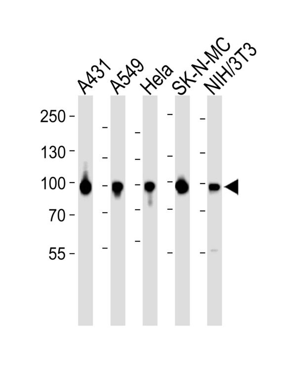 HSP90AA1 / Hsp90 Alpha A1 Antibody - Western blot of lysates from A431, A549, HeLa, SK-N-MC, mouse NIH/3T3 cell line (from left to right) with HSP90 Antibody. Antibody was diluted at 1:1000 at each lane. A goat anti-rabbit IgG H&L (HRP) at 1:5000 dilution was used as the secondary antibody. Lysates at 35 ug per lane.