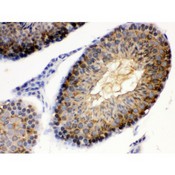 HSP90AA1 / Hsp90 Alpha A1 Antibody - Hsp90 alpha antibody IHC-paraffin. IHC(P): Mouse Testis Tissue.