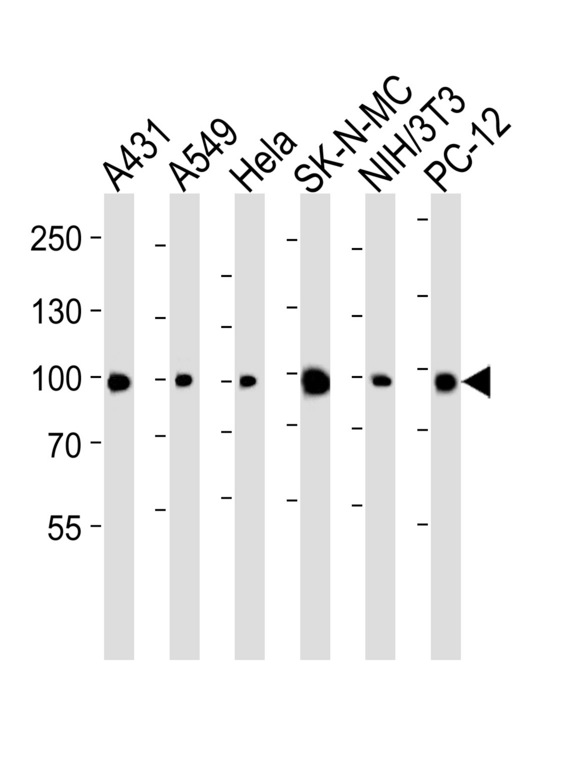 HSP90AA1 / Hsp90 Alpha A1 Antibody - Western blot of lysates from A431, A549, HeLa, SK-N-MC, mouse NIH/3T3, rat PC-12 cell line (from left to right) with HSP90 Antibody. Antibody was diluted at 1:1000 at each lane. A goat anti-rabbit IgG H&L (HRP) at 1:5000 dilution was used as the secondary antibody. Lysates at 35 ug per lane.