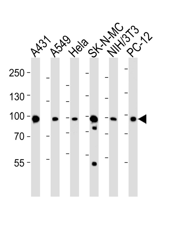 HSP90AA1 / Hsp90 Alpha A1 Antibody - Western blot of lysates from A431, A549, HeLa, SK-N-MC, mouse NIH/3T3, rat PC-12 cell line (from left to right) with HSP90 Antibody. Antibody was diluted at 1:1000 at each lane. A goat anti-rabbit IgG H&L (HRP) at 1:5000 dilution was used as the secondary antibody. Lysates at 35 ug per lane.