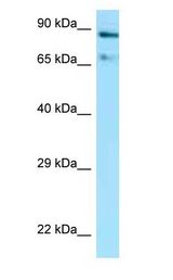 HSP90AA1 / Hsp90 Alpha A1 Antibody - HSP90AA1 / Hsp90 antibody Western Blot of Mouse Brain.  This image was taken for the unconjugated form of this product. Other forms have not been tested.