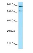 HSP90AA1 / Hsp90 Alpha A1 Antibody - HSP90AA1 / Hsp90 antibody Western Blot of Mouse Brain.  This image was taken for the unconjugated form of this product. Other forms have not been tested.