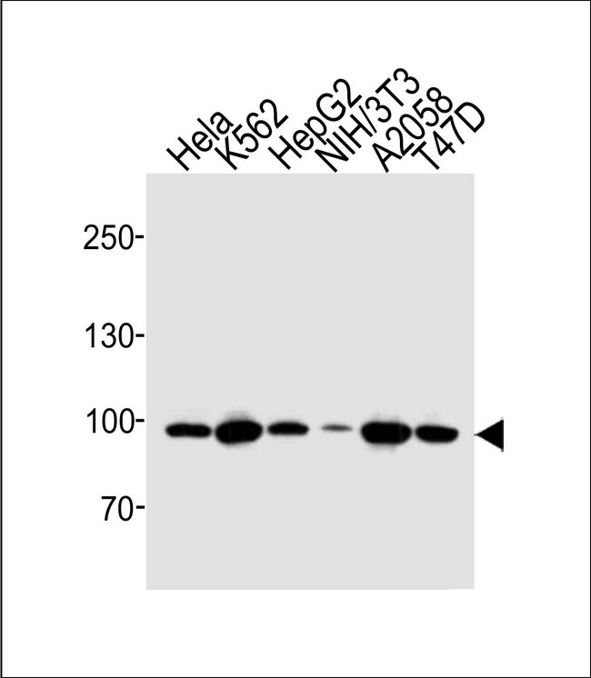 HSP90AA1 / Hsp90 Alpha A1 Antibody - Western blot of lysates from HeLa, K562, HepG2, mouse NIH/3T3, A2058, T47D cell line (from left to right) with Hsp90 Antibody. Antibody was diluted at 1:1000 at each lane. A goat anti-rabbit IgG H&L (HRP) at 1:10000 dilution was used as the secondary antibody. Lysates at 20 ug per lane.
