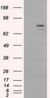 HSP90AA1 / Hsp90 Alpha A1 Antibody - HEK293T cells were transfected with the pCMV6-ENTRY control (Left lane) or pCMV6-ENTRY HSP90AA1 (Right lane) cDNA for 48 hrs and lysed. Equivalent amounts of cell lysates (5 ug per lane) were separated by SDS-PAGE and immunoblotted with anti-HSP90AA1.