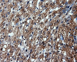 HSP90AA1 / Hsp90 Alpha A1 Antibody - Immunohistochemical staining of paraffin-embedded liver tissue using anti-HSP90AA1 mouse monoclonal antibody. (Dilution 1:50).