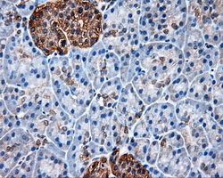 HSP90AA1 / Hsp90 Alpha A1 Antibody - Immunohistochemical staining of paraffin-embedded pancreas tissue using anti-HSP90AA1 mouse monoclonal antibody. (Dilution 1:50).