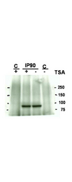 HSP90AA1 / Hsp90 Alpha A1 Antibody - Western blot using the Affinity Purified anti-Hsp90 acetyl K294 antibody shows detection of a band at ~90 kDa corresponding to Hsp90 in an SkBr3 cell lysate (arrowhead) after treatment with Trichostatin A (an HDAC inhibitor). Western blotting results do not definitively demonstrate the acetyl K294 specificity of this reagent because similar staining is seen in the control lane (no treatment with TSA). Immunoprecipitation with anti-Hsp90 was performed prior to western blotting with anti-Hsp90 acetyl K294.