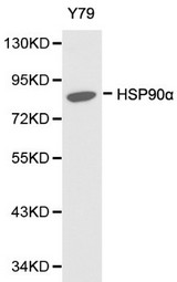 HSP90AA1 / Hsp90 Alpha A1 Antibody - Western blot of HSP90 alpha pAb in extracts from Y79 cells.