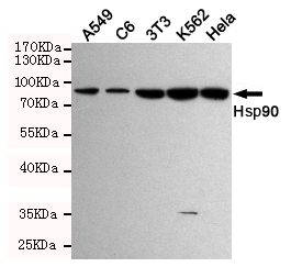 HSP90AA1 / Hsp90 Alpha A1 Antibody - Western blot detection of Hsp90 in HeLa, 3T3, C6, K562 and A549 cell lysates using Hsp90 mouse monoclonal antibody (1:2000 dilution). Exposure time: 4min. Predicted band size: 90KDa. Observed band size:90KDa.