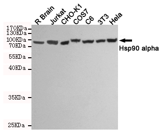 HSP90AA1 / Hsp90 Alpha A1 Antibody - Western blot detection of Hsp90 alpha in R Brain, Jurkat, CHO-K1, COS7, C6, 3T3 and HeLa cell lysates using Hsp90 alpha mouse monoclonal antibody (1:1000 dilution). Predicted band size: 90KDa. Observed band size:90KDa.