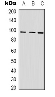 HSP90AA1 / Hsp90 Alpha A1 Antibody - Western blot analysis of HSP90 alpha expression in HeLa (A); mouse brain (B); rat brain (C) whole cell lysates.