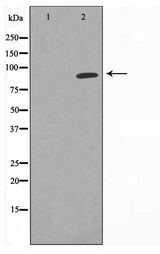 HSP90AA1 / Hsp90 Alpha A1 Antibody - Western blot of NIH-3T3 cell lysate using HSP90A Antibody