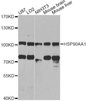 HSP90AA1 / Hsp90 Alpha A1 Antibody - Western blot analysis of extracts of various cell lines, using HSP90AA1 antibody at 1:1000 dilution. The secondary antibody used was an HRP Goat Anti-Rabbit IgG (H+L) at 1:10000 dilution. Lysates were loaded 25ug per lane and 3% nonfat dry milk in TBST was used for blocking. An ECL Kit was used for detection and the exposure time was 10s.