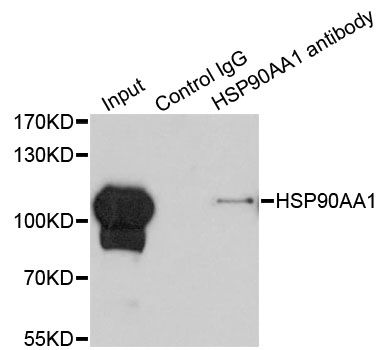 HSP90AA1 / Hsp90 Alpha A1 Antibody - Immunoprecipitation analysis of 200ug extracts of HeLa cells using 1ug HSP90AA1 antibody. Western blot was performed from the immunoprecipitate using HSP90AA1 antibody at a dilition of 1:500.