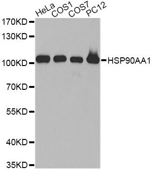 HSP90AA1 / Hsp90 Alpha A1 Antibody - Western blot analysis of extracts of various cell lines, using HSP90AA1 antibody at 1:500 dilution. The secondary antibody used was an HRP Goat Anti-Rabbit IgG (H+L) at 1:10000 dilution. Lysates were loaded 25ug per lane and 3% nonfat dry milk in TBST was used for blocking.