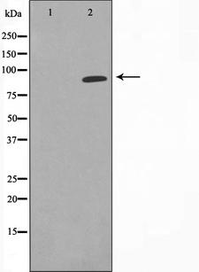 HSP90AA1 / Hsp90 Alpha A1 Antibody - Western blot analysis on NIH-3T3 cell lysates using HSP90A antibody. The lane on the left is treated with the antigen-specific peptide.