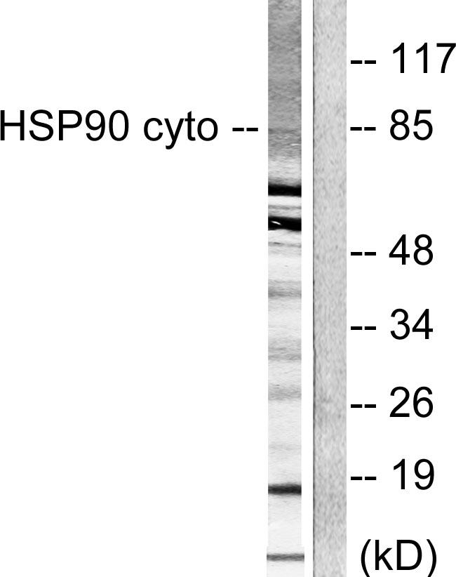 HSP90AA1 / Hsp90 Alpha A1 Antibody - Western blot analysis of extracts from NIH/3T3 cells, using HSP90 cyto antibody.