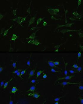 HSP90AA1 / Hsp90 Alpha A1 Antibody - Immunofluorescence analysis of C6 cells using HSP90AA1 Polyclonal Antibody at dilution of 1:100.Blue: DAPI for nuclear staining.