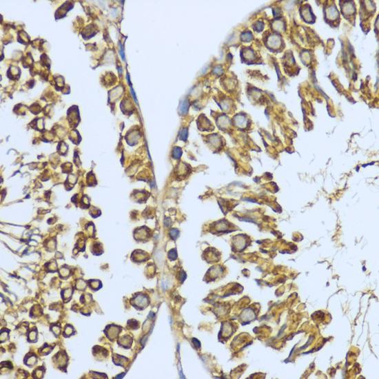 HSP90AA1 / Hsp90 Alpha A1 Antibody - Immunohistochemistry of paraffin-embedded Rat testis using HSP90AA1 Polyclonal Antibody at dilution of 1:200 (40x lens).