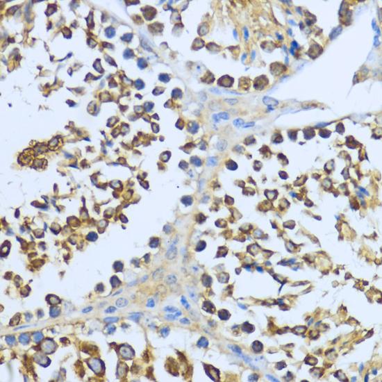 HSP90AA1 / Hsp90 Alpha A1 Antibody - Immunohistochemistry of paraffin-embedded Mouse testis using HSP90AA1 Polyclonal Antibody at dilution of 1:200 (40x lens).