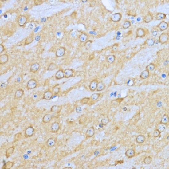 HSP90AA1 / Hsp90 Alpha A1 Antibody - Immunohistochemistry of paraffin-embedded Mouse brain using HSP90AA1 Polyclonal Antibody at dilution of 1:200 (40x lens).