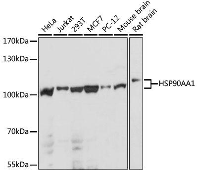 HSP90AA1 / Hsp90 Alpha A1 Antibody - Western blot analysis of extracts of various cell lines using HSP90AA1 Polyclonal Antibody at dilution of 1:1000.