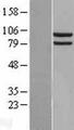 HSP90AA1 / Hsp90 Alpha A1 Protein - Western validation with an anti-DDK antibody * L: Control HEK293 lysate R: Over-expression lysate