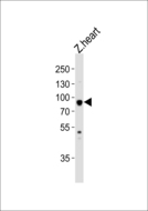 hsp90aa1.1 Antibody - Western blot of lysate from zebra fish heart tissue lysate with (DANRE) hsp90a. 1 Antibody. Antibody was diluted at 1:1000. A goat anti-rabbit IgG H&L (HRP) at 1:5000 dilution was used as the secondary antibody. Lysate at 35 ug.
