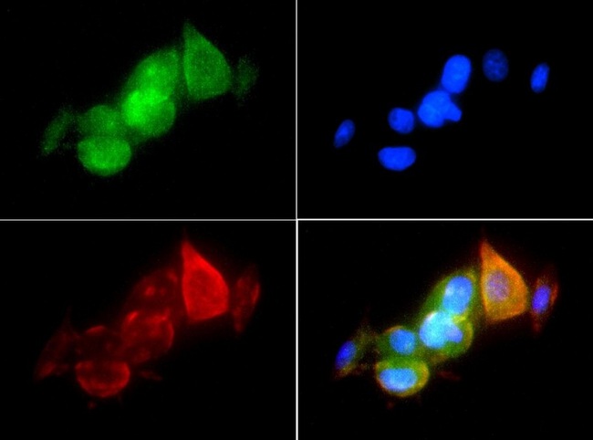 hsp90aa1.1 Antibody - Immunocytochemistry/Immunofluorescence: Hsp90A Antibody - HSP90-1A antibody was tested in MCF-7 cells with FITC (green). Nuclei and actin were counterstained with Dapi (blue) and Phalloidin (red).  This image was taken for the unconjugated form of this product. Other forms have not been tested.