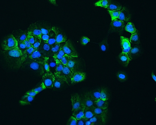 HSP90AB1 / HSP90 Alpha B1 Antibody - IF analysis of HSP90AB1 using anti-HSP90AB1 antibody HSP90AB1 was detected in immunocytochemical section of A431 cells. Enzyme antigen retrieval was performed using IHC enzyme antigen retrieval reagent for 15 mins. The tissue section was blocked with 10% goat serum. The tissue section was then incubated with 2µg/mL rabbit anti-HSP90AB1 Antibody overnight at 4°C. DyLight®488 Conjugated Goat Anti-Rabbit IgG was used as secondary antibody at 1:100 dilution and incubated for 30 minutes at 37°C. The section was counterstained with DAPI. Visualize using a fluorescence microscope and filter sets appropriate for the label used.