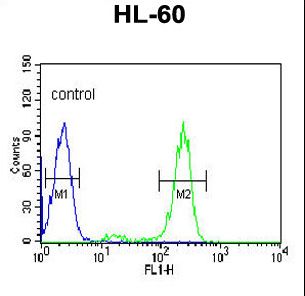 HSP90AB1 / HSP90 Alpha B1 Antibody - HSP90AB1 Antibody flow cytometry of HL-60 cells (right histogram) compared to a negative control cell (left histogram). FITC-conjugated goat-anti-rabbit secondary antibodies were used for the analysis.