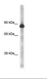 HSP90AB1 / HSP90 Alpha B1 Antibody - Fetal Brain Lysate.  This image was taken for the unconjugated form of this product. Other forms have not been tested.