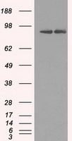 HSP90AB1 / HSP90 Alpha B1 Antibody - HEK293T cells were transfected with the pCMV6-ENTRY control (Left lane) or pCMV6-ENTRY HSP90AB1 (Right lane) cDNA for 48 hrs and lysed. Equivalent amounts of cell lysates (5 ug per lane) were separated by SDS-PAGE and immunoblotted with anti-HSP90AB1.