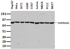 HSP90AB1 / HSP90 Alpha B1 Antibody - Western blot of extracts (35 ug) from 9 different cell lines by using anti-HSP90AB1 monoclonal antibody.