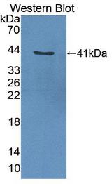 HSP90AB1 / HSP90 Alpha B1 Antibody - Western Blot; Sample: Recombinant protein.