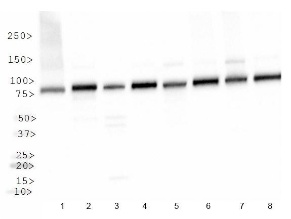 HSP90AB1 / HSP90 Alpha B1 Antibody - Western Blot: Hsp90B Antibody - Analysis of HSP901b in: 1. HeLa, 2. Ntera 2, 3. A431, 4. HepG2, 5. MCF7, 6. NIH/3T3, 7. PC12 and 8. COS7.  This image was taken for the unconjugated form of this product. Other forms have not been tested.