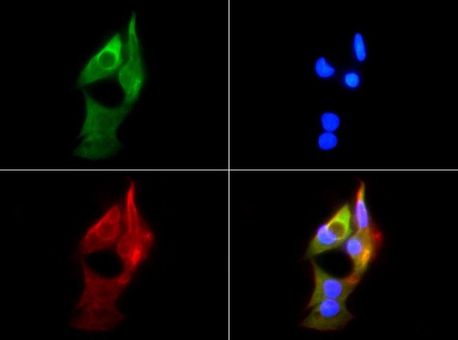 HSP90AB1 / HSP90 Alpha B1 Antibody - Immunocytochemistry/Immunofluorescence: Hsp90B Antibody - HSP90-1B antibody was tested in HepG2 cells with FITC (green). Nuclei and actin were counterstained with Dapi (blue) and Phalloidin (red).  This image was taken for the unconjugated form of this product. Other forms have not been tested.