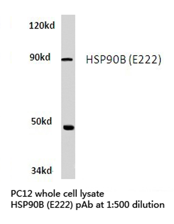 HSP90AB1 / HSP90 Alpha B1 Antibody - Western blot of HSP90B (E222) pAb in extracts from PC12 cells.
