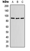 HSP90AB1 / HSP90 Alpha B1 Antibody - Western blot analysis of HSP90 beta expression in HEK293T (A); HeLa (B); mouse heart (C) whole cell lysates.