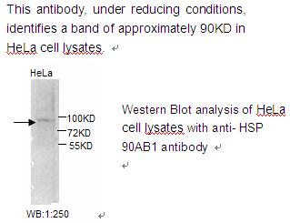 HSP90AB1 / HSP90 Alpha B1 Antibody