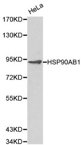 HSP90AB1 / HSP90 Alpha B1 Antibody - Western blot of HSP90AB1 pAb in extracts from Hela cells.