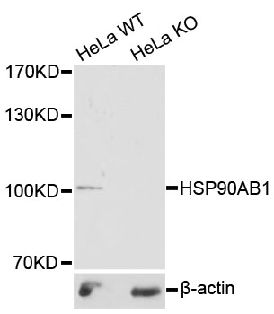HSP90AB1 / HSP90 Alpha B1 Antibody - Western blot analysis of extracts from HSP90AB1 wild-type (WT) and knockout (KO) HeLa cellss.