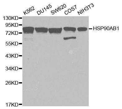 HSP90AB1 / HSP90 Alpha B1 Antibody - Western blot analysis of extracts of various cell lines, using HSP90AB1 antibody at 1:1000 dilution. The secondary antibody used was an HRP Goat Anti-Rabbit IgG (H+L) at 1:10000 dilution. Lysates were loaded 25ug per lane and 3% nonfat dry milk in TBST was used for blocking.