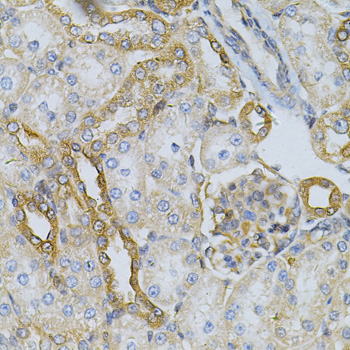 HSP90AB1 / HSP90 Alpha B1 Antibody - Immunohistochemistry of paraffin-embedded rat kidney using HSP90AB1 Antibodyat dilution of 1:100 (40x lens).