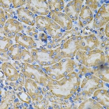 HSP90AB1 / HSP90 Alpha B1 Antibody - Immunohistochemistry of paraffin-embedded mouse kidney using HSP90AB1 Antibodyat dilution of 1:100 (40x lens).
