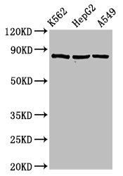 HSP90AB1 / HSP90 Alpha B1 Antibody - Western Blot Positive WB detected in: K562 whole cell lysate, HepG2 whole cell lysate, A549 whole cell lysate All lanes: HSP90AB1 antibody at 2µg/ml Secondary Goat polyclonal to rabbit IgG at 1/50000 dilution Predicted band size: 84 kDa Observed band size: 84 kDa